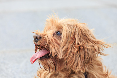 可爱的约克郡犬
