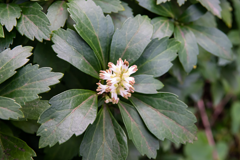 日本pachyandra花在冬天开放