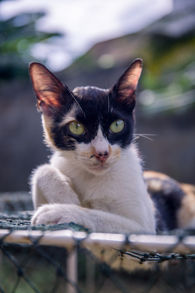 猫的姿势