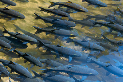freshwater fish that was raised in ponds and cages