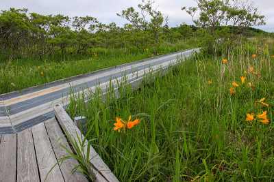 沼泽路