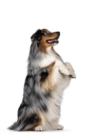 白色背景上英俊的澳大利亚牧羊犬