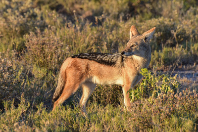 Jackal - Etosha，纳米比亚