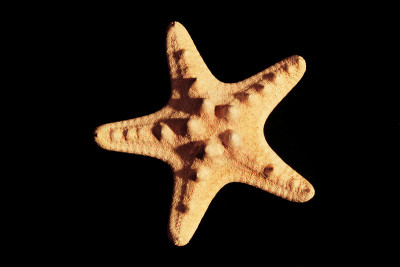 海中的海星在黑色背景上