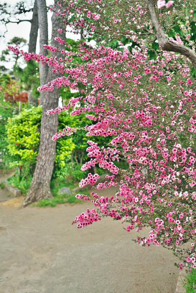 Leptospermum scoparium