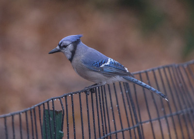 蓝鸟 (Cyanocitta cristata cristata)