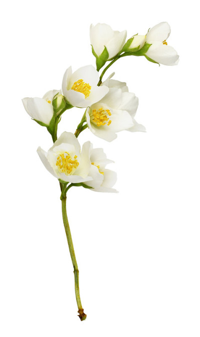 小枝的茉莉花(费城)花
