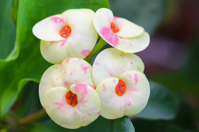 刺冠花，黄色和桃色