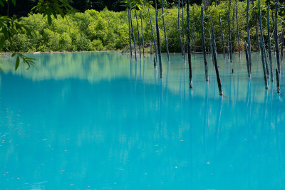 初夏碧池碧水