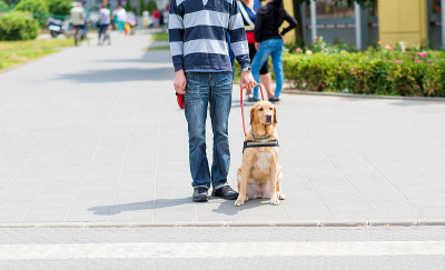 导盲犬正在帮助一位盲人
