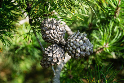 ForestPine抗旱性