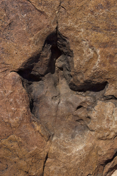 Dinosaurier Fusspuren