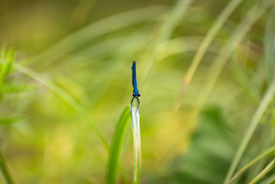 蜻蜓
