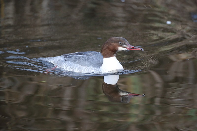 普通沙鼠/女沙鼠(Mergus merganser)