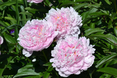 牡丹，鲜花，自然，粉红，丁香，花园