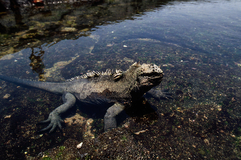 海洋iguana_09