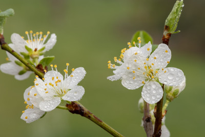 黑刺李开花