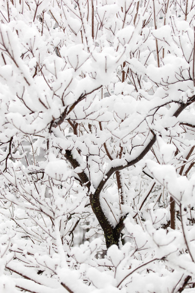 树上下雪了
