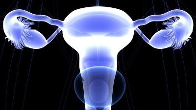 女性生殖系统解剖学