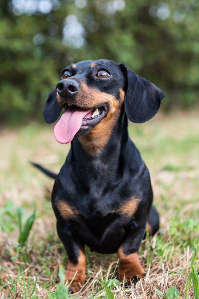张着嘴的腊肠犬