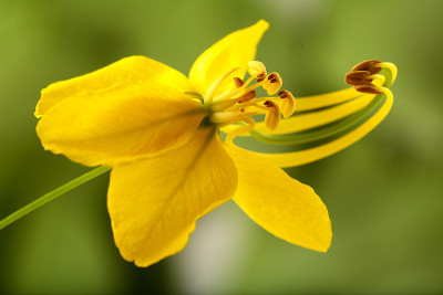 肉桂花
