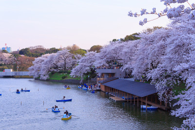 日本东京的樱花