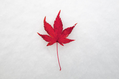 初冬雪地上的一片红叶。