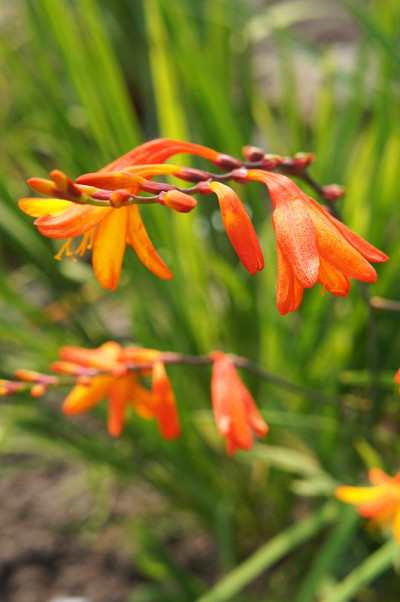 花园里的红花