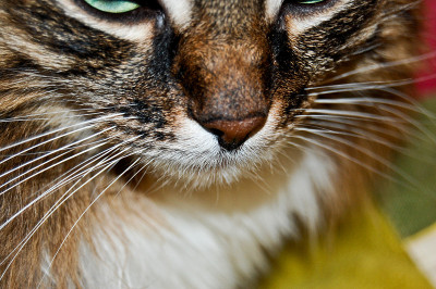 猫
