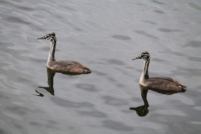 大冠毛鸊鷉(Podiceps cristatus)幼崽