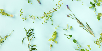 普罗旺斯的香草全景。迷迭香、牛至、百里香、薰衣草和马郁兰，在蓝绿色背景上从顶部拍摄