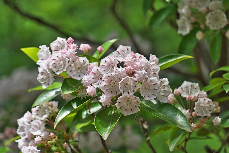 Kalmia