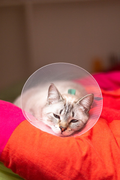 睡猫戴着伊丽莎白项圈，e项圈或假人项圈，以保护手术后的伤口与拷贝空间