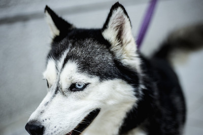 西伯利亚雪橇犬