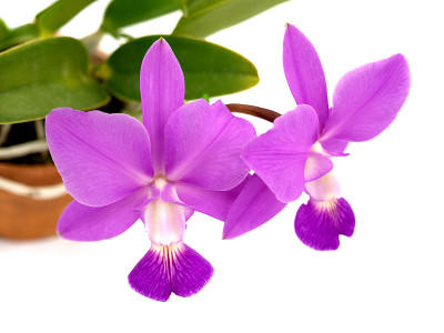 卡特里亚花