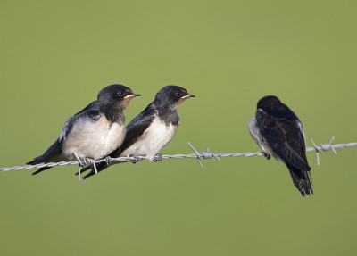 年幼的家燕(Hirundo rustica)栖息在带刺的铁丝网上等待喂食。