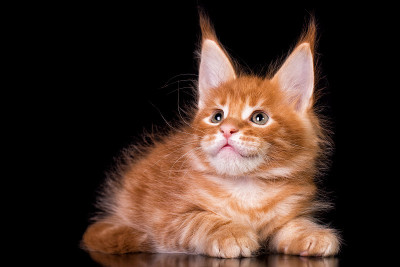 黑色背景上的缅因猫。