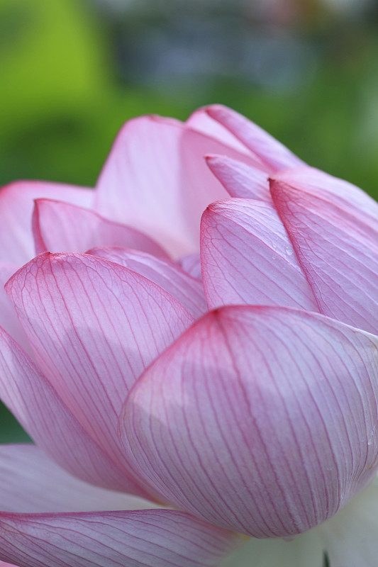 莲花