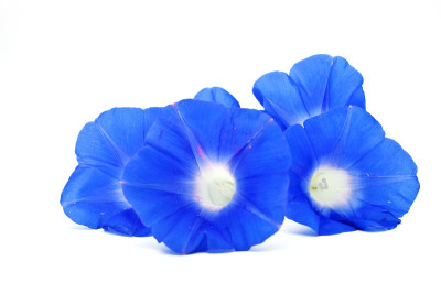 蝴蝶豌豆