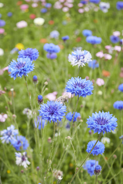 矢车菊花近
