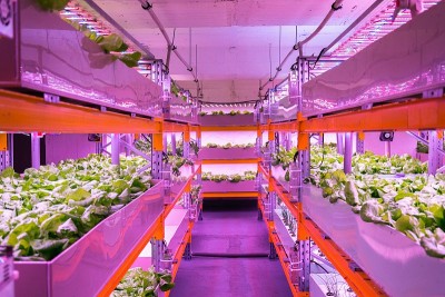 水产养殖与水培相结合，在室内人工照明下在水中种植植物