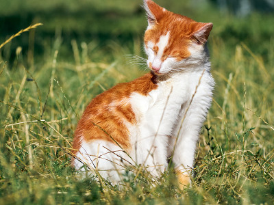 草丛里的小猫。