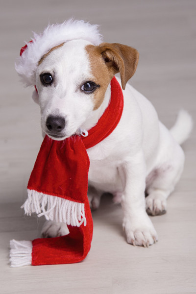 可爱的杰克罗素小猎犬狗在圣诞老人的衣服。