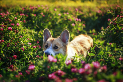 可爱的柯基犬在阳光明媚的夏日草地上的粉红色三叶草花丛中散步