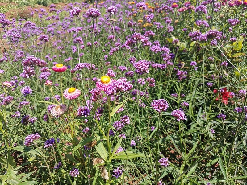 马鞭草的原野