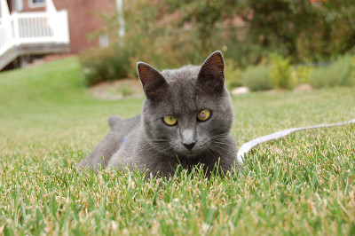 小猫