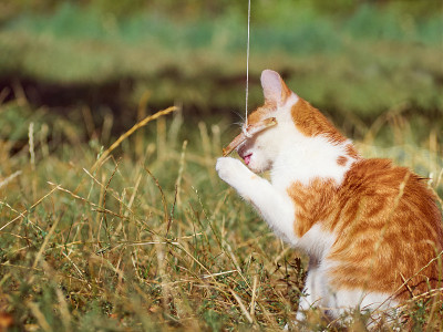 草丛里的小猫。