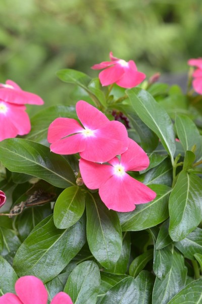 自然花园中的粉红长春花