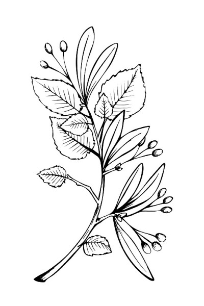 菩提树树枝树叶素描素描插图黑色和白色