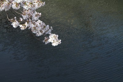 樱花和日本横滨大冈河水面